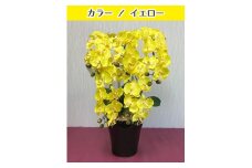 光触媒造花胡蝶蘭　5本立（イエロー）