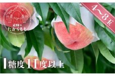 【お申込み3日以内発送】飛騨のたからもも 糖度11度以上（4-8玉）※7月中旬～順次お届け | 桃 朝採れ 白桃 もも フルーツ ギフト 果物 人気 おまかせ 飛騨桃 飛騨高山 つむぎ果樹園 GH006