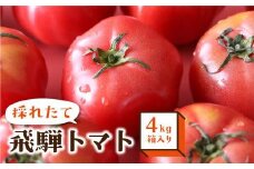 【8月頃～順次お届け】一級品 採れたて 飛騨 トマト 4kg 箱入り | とまと 大玉トマト サイズお任せ 産地直送 野菜 やさい 期間限定 飛騨高山 宿儺さま KA008