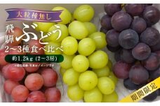 【先行予約】山本果樹園 季節の大粒種無しぶどう 詰め合わせ 約1.2kg（2房～3房）| 9月中旬～順次発送 果物 フルーツ おいしい ぶどう 種なし 飛騨高山 山本果樹園 MA001