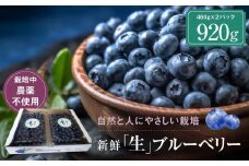 【先行受付】治助ファームの北部ハイブッシュブルーベリー「生果実」460g×2パック（栽培中農薬不使用）| ブルーベリー 果物 果実 完熟 フルーツ 飛騨高山 治助ファーム LJ002