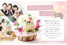 アニマルフラワーアレンジメント トイプードル（白） | 花 カーネーション ギフト お祝い 犬 フラワー 生花 プレゼント 可愛い インテリア 飛騨高山 下出生花店 BB001