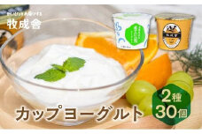 【寄附額見直しました！】【12月配送】＜牧成舎＞ 飛騨の牛乳屋のこだわりヨーグルト (30個セット)  | おいしい ヨーグルト 食品 健康 濃厚 朝食 牧場 発送時期が選べる 飛騨高山 DF012VC12