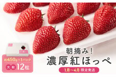 【いちご大粒12粒】朝摘み! 濃厚紅ほっぺ 約450g×1パック（数量限定／先行予約／1月〜4月発送）| いちご フルーツ 大粒 おいしい ハウス栽培 飛騨高山 m BerryFarm KL002