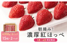 【いちご30粒】朝摘み! 濃厚紅ほっぺ 約350g×2パック（数量限定／先行予約／1月〜4月発送）| いちご フルーツ 甘い おいしい ハウス栽培 飛騨高山 m BerryFarm KL003