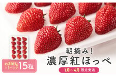 【いちご15粒】朝摘み! 濃厚紅ほっぺ 約350g×1パック（数量限定／先行予約／1月〜4月発送）| いちご フルーツ 甘い おいしい ハウス栽培 飛騨高山 m BerryFarm KL004