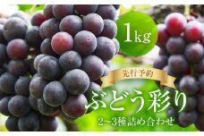 ＜先行予約＞ ぶどう彩り2～3種詰め合わせ 1kg | 品種おまかせ 朝採れ フルーツ 果物 食品 おいしい 人気 シャインマスカット マスカット 飛騨高山 ぶどうマルシェTSUZUKU SK001