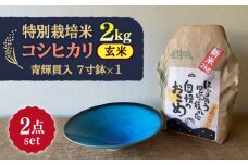 【令和7年産】 玄米 コシヒカリ 特別栽培米 （2kg）+ 【美濃焼】 青輝貫入 7寸鉢 多治見市 / 山松加藤松治郎商店 [TEU050]