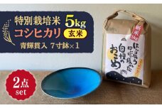 【令和7年産】 玄米 コシヒカリ 特別栽培米 （5kg）+ 【美濃焼】 青輝貫入 7寸鉢 多治見市 / 山松加藤松治郎商店 [TEU052]