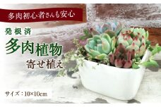 多肉植物の寄せ植え （10×10cm） 多治見市 / 多肉SHOP KATIE 多肉ショップ ケイティ 観葉植物 多肉 植木鉢 [TGF001]