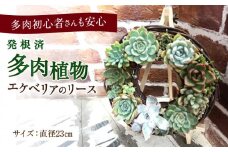 多肉植物 エケベリアのリース 直径23cm 多治見市 / 多肉SHOP KATIE 多肉ショップ ケイティ 観葉植物 寄せ植え [TGF002]