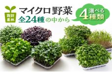 マイクロ野菜 品種が選べる 4点セット 多治見市 / 諏訪農林 [TDO005]