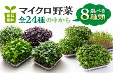 マイクロ野菜 品種が選べる 8点セット 多治見市 / 諏訪農林 [TDO006]