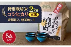 【令和7年産】 玄米 コシヒカリ 特別栽培米 （2kg）+ 【美濃焼】 青輝貫入 煎茶碗 （4個） 多治見市 / 山松加藤松治郎商店 [TEU062]