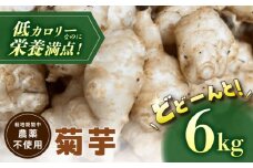 【栽培期間中農薬不使用】 菊芋 6kg 野菜 キクイモ いも 多治見市 / 諏訪農林 [TDO007]