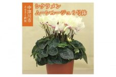 シクラメン「ムーンルージュ」6号鉢（18cm） ますだ農園 【お届け：11月～12月】 F4N-1398