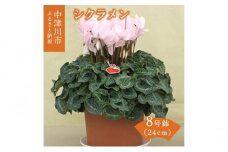 シクラメン8号鉢（24cm）ますだ農園 【お届け：11月～12月】 F4N-1400