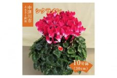 シクラメン10号鉢（30cm）ますだ農園 【お届け：11月～12月】 F4N-1401