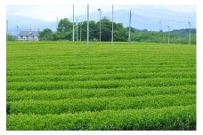 市川製茶おためしパック F4N-1157