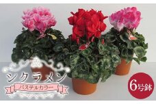 シクラメンパステルカラー6号鉢(18cm) ますだ農園【お届け11月～12月】 F4N-1404