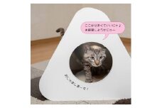 猫のつめとぎ＋House「さんかく」（ぷらすはうすさんかく） F4N-1288