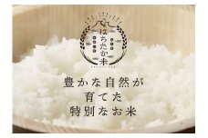 岐阜県産 棚田米 1等米コシヒカリ はちたか米 精米5kg（12回） 定期便 F4N-1371