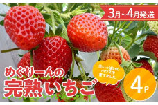 【数量限定】【3月〜4月発送】 産地直送! めぐりーんの完熟いちご（章姫） 4パック F4N-0105