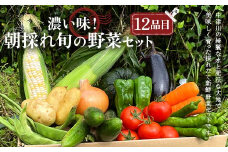 ＜奇数月6回定期便＞濃い味！朝採れ旬の野菜セット【12品目】 F4N-1623