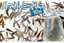 メダカ・ミックス 10匹 F4N-1708