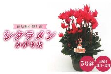 シクラメンかがり火 5号鉢 シクラメン ますだ農園 花 植物 フラワー 花 F4N-1794