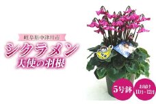 天使の羽根 5号鉢 シクラメン ますだ農園 花 植物 フラワー F4N-1795