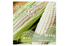 【2026年夏発送予約】サクッとはじける、上品な甘さ中津川産プレミアム クリスピーホワイト 4kgセット 朝採り 即日冷蔵発送／数量限定　『バナナマンの早起きせっかくグルメ!!』で紹介されました！ F4N-2368