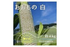 【2026年夏発送予約】生で食べられる白い宝石 中津川産プレミアム 純白とうもろこし おおもの白 4kgセット 朝採り 即日冷蔵発送 数量限定 F4N-2369