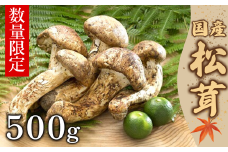 【数量限定】 厳選天然松茸 500g 松茸ご飯、焼き松茸、土瓶蒸しなど 桐箱入 F4N-2524