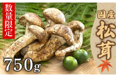 【数量限定】 厳選天然松茸 750g 松茸ご飯、焼き松茸、土瓶蒸しなど 桐箱入 F4N-2525