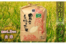 [№5308-0091]幻のお米ハツシモ　4.5kg 精米 白米