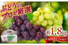 ブドウ 4〜7房 約1.8kg 瑞浪市 / NPO法人ポランの広場 葡萄 ぶどう [AZCE002]