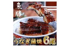 中国産うなぎ蒲焼　6尾〈計約960g〉【1532726】