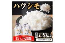 ＜毎月定期便＞岐阜県産ハツシモ　10kg(精米5kg×2袋)全12回【4059533】
