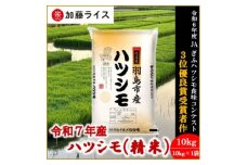 令和7年産 岐阜県羽島市産ハツシモ 精米10kg(10kg×1袋)【1669150】