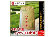 令和7年産 岐阜県羽島市産ハツシモ 玄米30kg(30kg×1袋)【1669152】