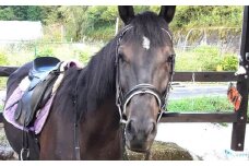 乗馬体験券（ふれあい、30分程度の乗馬）1名分 チケット 馬 岐阜 恵那市 / ベルの家 [AUCN001]