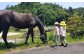 乗馬体験券（ふれあい、30分程度の乗馬）1名分