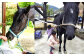 乗馬体験券（ふれあい、30分程度の乗馬）1名分