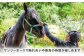 乗馬体験券（ふれあい、30分程度の乗馬）1名分