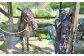 乗馬体験券（ふれあい、30分程度の乗馬）1名分