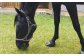乗馬体験券（ふれあい、30分程度の乗馬）1名分