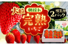 石川農園 完熟大粒いちご 2パック入り(贈答用) 産地直送 イチゴ 苺 フルーツ 恵那市 / クリエイティブファーマーズ [AUAH021]