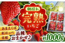 石川農園 完熟いちご 4パック入り(ご家庭用) 産地直送 イチゴ 苺 フルーツ 恵那市 / クリエイティブファーマーズ [AUAH020]