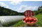 石川農園・愛情ぎゅっと詰め合わせセット